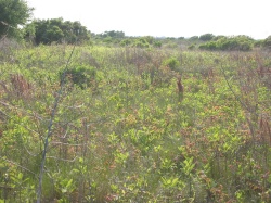 an overabundance of woody vegetation in what should be an open grassy plain, Galveston Island State Park