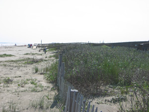 A view looking west along the dune that fronted the public beach area.