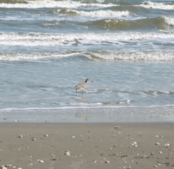 a bird wading in the Gulf surf at Galveston Island State Park