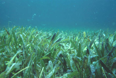 submerged seagrass