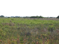 prairie habitat in Galveston Island State Park
